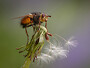 Tachinid Fly