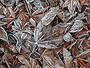 Frosty Leaves