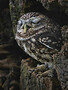 Little Owl