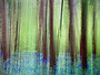 Woodland Bluebells