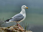 Herring Gull