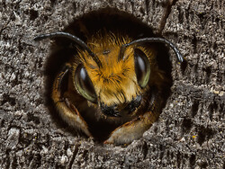 British Wildlife Photography Awards